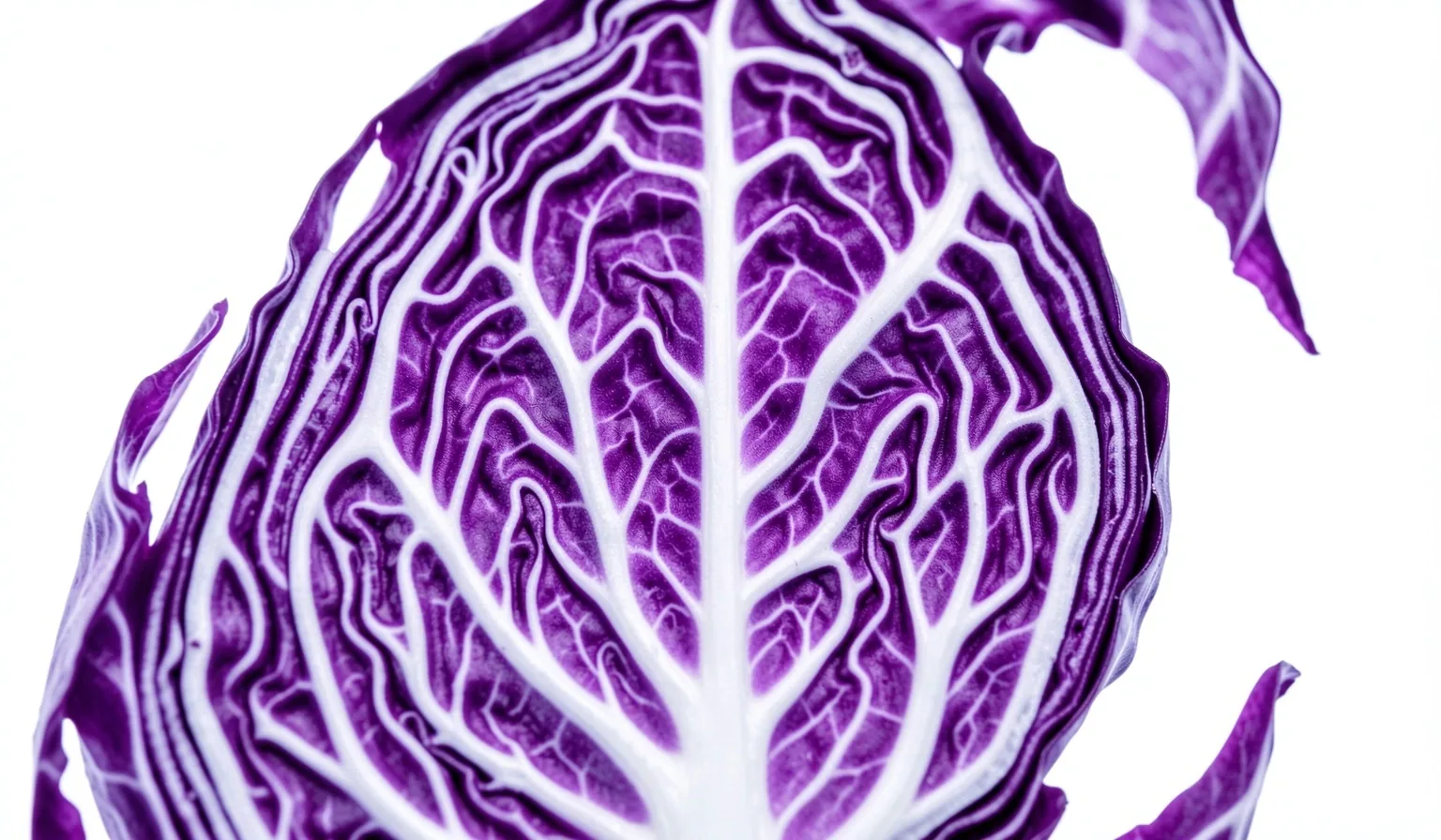 Detalii structurale vegetale